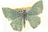  ( - BIOUG04670-A06)  @13 [ ] CreativeCommons - Attribution (2013) CBG Photography Group Centre for Biodiversity Genomics