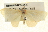  ( - BIOUG04670-A07)  @13 [ ] CreativeCommons - Attribution (2013) CBG Photography Group Centre for Biodiversity Genomics