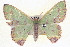  ( - BIOUG04670-A10)  @14 [ ] CreativeCommons - Attribution (2013) CBG Photography Group Centre for Biodiversity Genomics