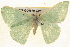  ( - BIOUG04670-C01)  @13 [ ] CreativeCommons - Attribution (2013) CBG Photography Group Centre for Biodiversity Genomics