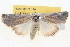  ( - BIOUG04670-C11)  @14 [ ] CreativeCommons - Attribution (2013) CBG Photography Group Centre for Biodiversity Genomics