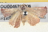  ( - BIOUG04670-D06)  @13 [ ] CreativeCommons - Attribution (2013) CBG Photography Group Centre for Biodiversity Genomics