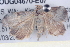  ( - BIOUG04670-E07)  @13 [ ] CreativeCommons - Attribution (2013) CBG Photography Group Centre for Biodiversity Genomics