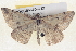  ( - BIOUG04670-G12)  @12 [ ] CreativeCommons - Attribution (2013) CBG Photography Group Centre for Biodiversity Genomics