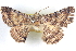 ( - BIOUG04672-A05)  @11 [ ] CreativeCommons - Attribution (2013) CBG Photography Group Centre for Biodiversity Genomics
