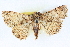  ( - BIOUG04672-B01)  @14 [ ] CreativeCommons - Attribution (2013) CBG Photography Group Centre for Biodiversity Genomics
