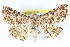  ( - BIOUG04672-B09)  @15 [ ] CreativeCommons - Attribution (2013) CBG Photography Group Centre for Biodiversity Genomics