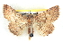  ( - BIOUG04672-C03)  @14 [ ] CreativeCommons - Attribution (2013) CBG Photography Group Centre for Biodiversity Genomics
