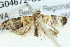 ( - BIOUG04672-C09)  @12 [ ] CreativeCommons - Attribution (2013) CBG Photography Group Centre for Biodiversity Genomics