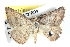  ( - BIOUG04672-E04)  @14 [ ] CreativeCommons - Attribution (2013) CBG Photography Group Centre for Biodiversity Genomics
