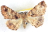  ( - BIOUG04672-F08)  @13 [ ] CreativeCommons - Attribution (2013) CBG Photography Group Centre for Biodiversity Genomics
