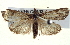  ( - BIOUG04673-A02)  @14 [ ] CreativeCommons - Attribution (2013) CBG Photography Group Centre for Biodiversity Genomics