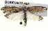  ( - BIOUG04673-A05)  @13 [ ] CreativeCommons - Attribution (2013) CBG Photography Group Centre for Biodiversity Genomics