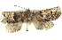  ( - BIOUG04673-B03)  @13 [ ] CreativeCommons - Attribution (2013) CBG Photography Group Centre for Biodiversity Genomics