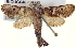  ( - BIOUG04673-B06)  @14 [ ] CreativeCommons - Attribution (2013) CBG Photography Group Centre for Biodiversity Genomics