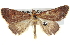  ( - BIOUG04673-C08)  @13 [ ] CreativeCommons - Attribution (2013) CBG Photography Group Centre for Biodiversity Genomics