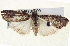  ( - BIOUG04673-C09)  @13 [ ] CreativeCommons - Attribution (2013) CBG Photography Group Centre for Biodiversity Genomics