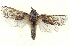 ( - BIOUG04673-D01)  @13 [ ] CreativeCommons - Attribution (2013) CBG Photography Group Centre for Biodiversity Genomics