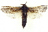  ( - BIOUG04673-D02)  @14 [ ] CreativeCommons - Attribution (2013) CBG Photography Group Centre for Biodiversity Genomics