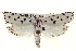  ( - BIOUG04673-D03)  @14 [ ] CreativeCommons - Attribution (2013) CBG Photography Group Centre for Biodiversity Genomics