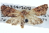  ( - BIOUG04673-D12)  @13 [ ] CreativeCommons - Attribution (2013) CBG Photography Group Centre for Biodiversity Genomics
