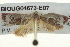  ( - BIOUG04673-E07)  @13 [ ] CreativeCommons - Attribution (2013) CBG Photography Group Centre for Biodiversity Genomics