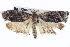  ( - BIOUG04673-F07)  @13 [ ] CreativeCommons - Attribution (2013) CBG Photography Group Centre for Biodiversity Genomics