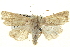 ( - BIOUG04673-H06)  @14 [ ] CreativeCommons - Attribution (2013) CBG Photography Group Centre for Biodiversity Genomics