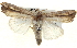  ( - BIOUG04674-A05)  @13 [ ] CreativeCommons - Attribution (2013) CBG Photography Group Centre for Biodiversity Genomics