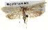  ( - BIOUG04674-A08)  @13 [ ] CreativeCommons - Attribution (2013) CBG Photography Group Centre for Biodiversity Genomics