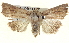  ( - BIOUG04674-C07)  @14 [ ] CreativeCommons - Attribution (2013) CBG Photography Group Centre for Biodiversity Genomics