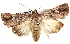  ( - BIOUG04674-F04)  @13 [ ] CreativeCommons - Attribution (2013) CBG Photography Group Centre for Biodiversity Genomics