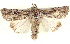  ( - BIOUG04674-F06)  @14 [ ] CreativeCommons - Attribution (2013) CBG Photography Group Centre for Biodiversity Genomics
