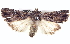  ( - BIOUG04674-F09)  @14 [ ] CreativeCommons - Attribution (2013) CBG Photography Group Centre for Biodiversity Genomics