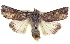  ( - BIOUG04674-F12)  @14 [ ] CreativeCommons - Attribution (2013) CBG Photography Group Centre for Biodiversity Genomics