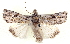  ( - BIOUG04674-G03)  @14 [ ] CreativeCommons - Attribution (2013) CBG Photography Group Centre for Biodiversity Genomics
