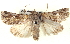 ( - BIOUG04674-G06)  @13 [ ] CreativeCommons - Attribution (2013) CBG Photography Group Centre for Biodiversity Genomics