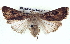  ( - BIOUG04674-G10)  @14 [ ] CreativeCommons - Attribution (2013) CBG Photography Group Centre for Biodiversity Genomics