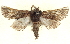  (Dinophalus sp. ANIC9 - BIOUG04674-H05)  @15 [ ] CreativeCommons - Attribution (2013) CBG Photography Group Centre for Biodiversity Genomics
