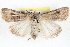  ( - BIOUG04675-A06)  @14 [ ] CreativeCommons - Attribution (2013) CBG Photography Group Centre for Biodiversity Genomics