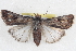  ( - BIOUG04675-A08)  @15 [ ] CreativeCommons - Attribution (2013) CBG Photography Group Centre for Biodiversity Genomics