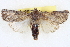  ( - BIOUG04675-A09)  @14 [ ] CreativeCommons - Attribution (2013) CBG Photography Group Centre for Biodiversity Genomics
