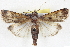  ( - BIOUG04675-A11)  @14 [ ] CreativeCommons - Attribution (2013) CBG Photography Group Centre for Biodiversity Genomics
