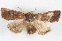  ( - BIOUG04675-B05)  @13 [ ] CreativeCommons - Attribution (2013) CBG Photography Group Centre for Biodiversity Genomics