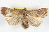  ( - BIOUG04675-B07)  @13 [ ] CreativeCommons - Attribution (2013) CBG Photography Group Centre for Biodiversity Genomics