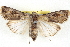  (Agrotis munda - BIOUG04675-B08)  @15 [ ] CreativeCommons - Attribution (2013) CBG Photography Group Centre for Biodiversity Genomics