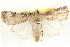  ( - BIOUG04675-B12)  @14 [ ] CreativeCommons - Attribution (2013) CBG Photography Group Centre for Biodiversity Genomics
