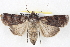  ( - BIOUG04675-C02)  @13 [ ] CreativeCommons - Attribution (2013) CBG Photography Group Centre for Biodiversity Genomics