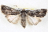  ( - BIOUG04675-C04)  @14 [ ] CreativeCommons - Attribution (2013) CBG Photography Group Centre for Biodiversity Genomics