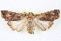  ( - BIOUG04675-C09)  @14 [ ] CreativeCommons - Attribution (2013) CBG Photography Group Centre for Biodiversity Genomics